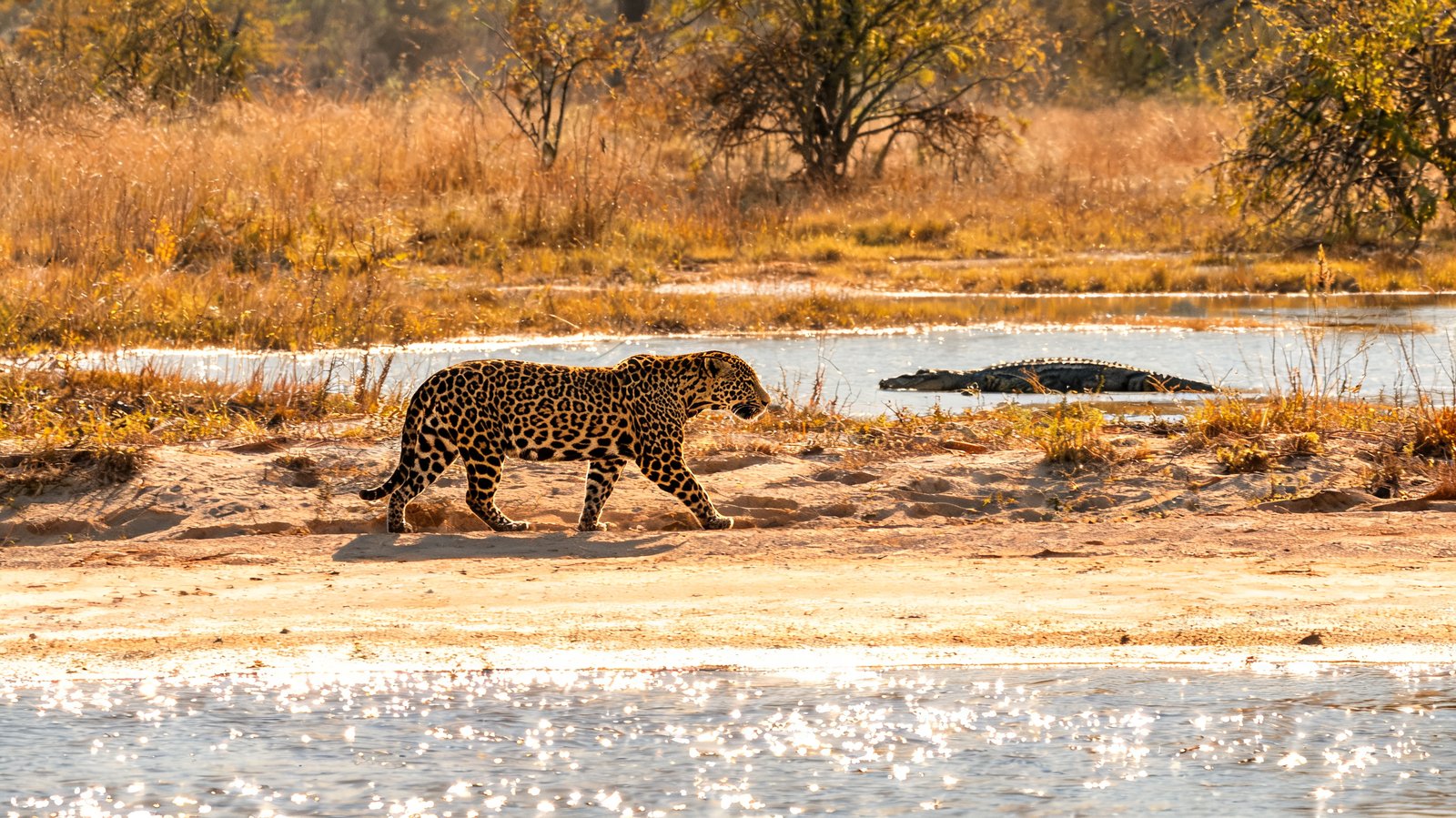 The Pantanal, Mato Grosso
