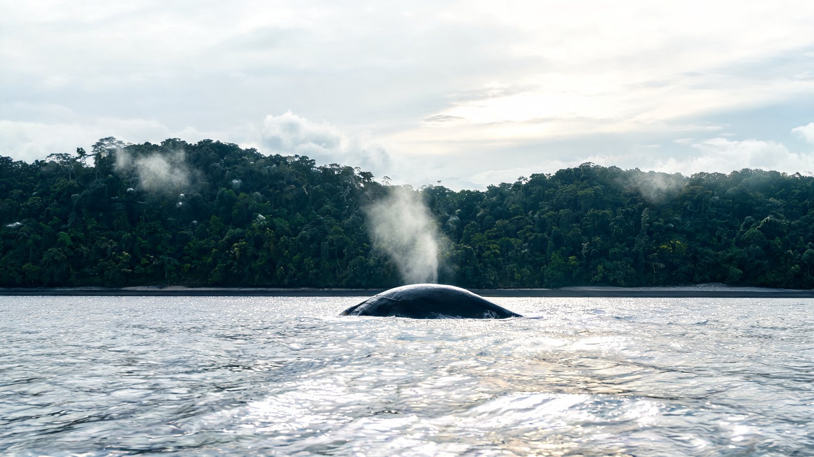 The Pacific Coast, Chocó