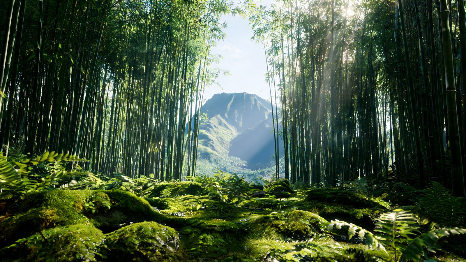 Sunlight falling through bamboo on the Virunga volcano slopes, Rwanda