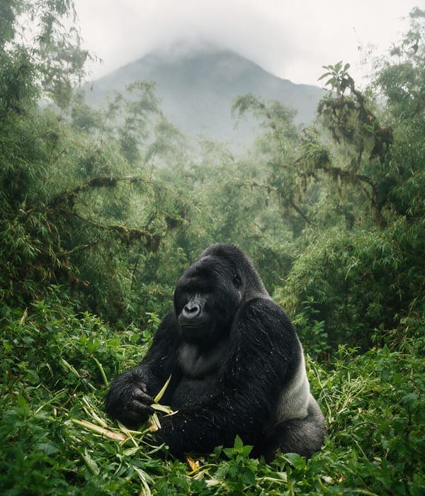 A silverback mountain gorilla seated in wild celery in the misty forest of Volcanoes National Park, Rwanda