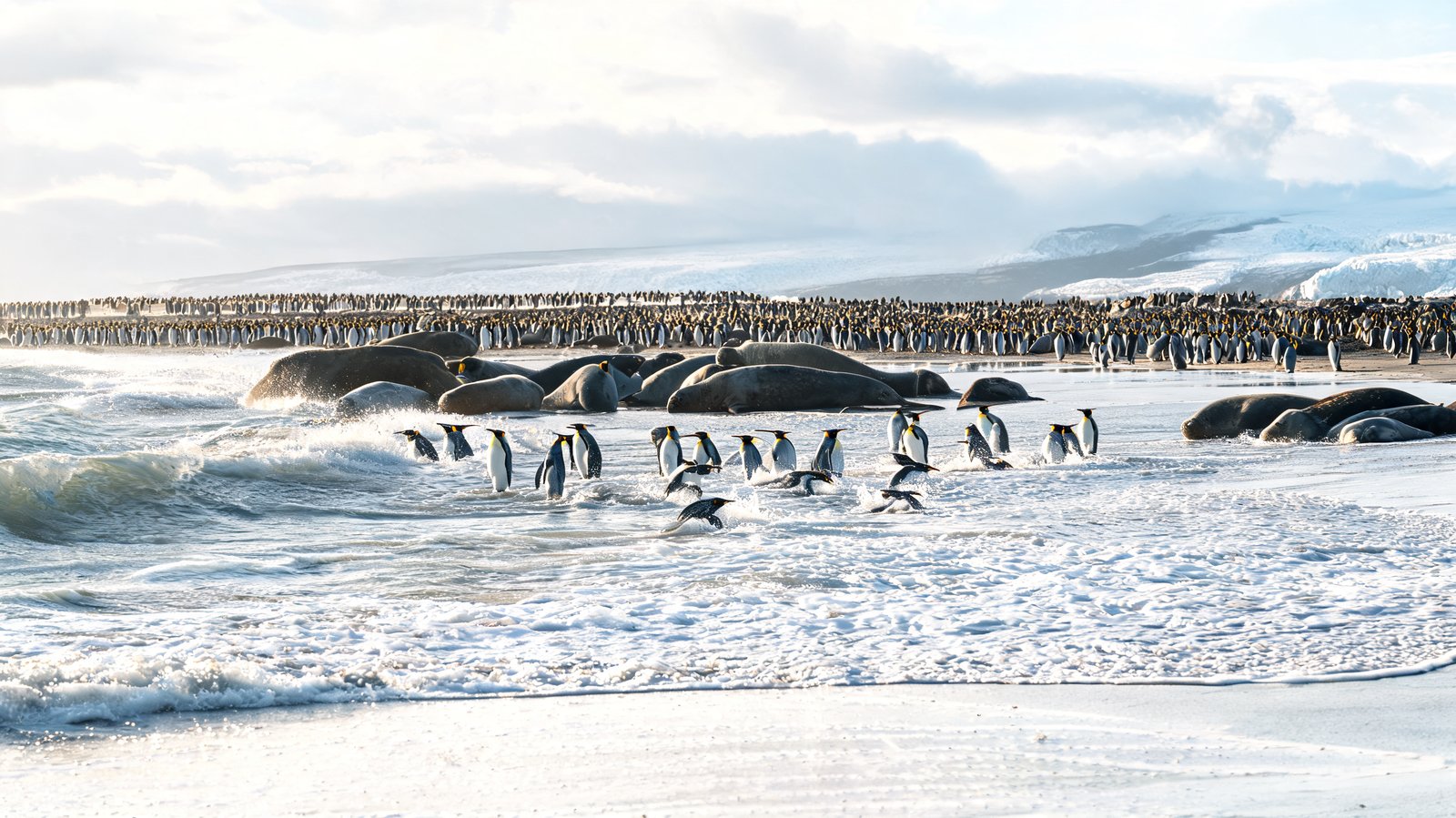 St Andrews Bay, South Georgia