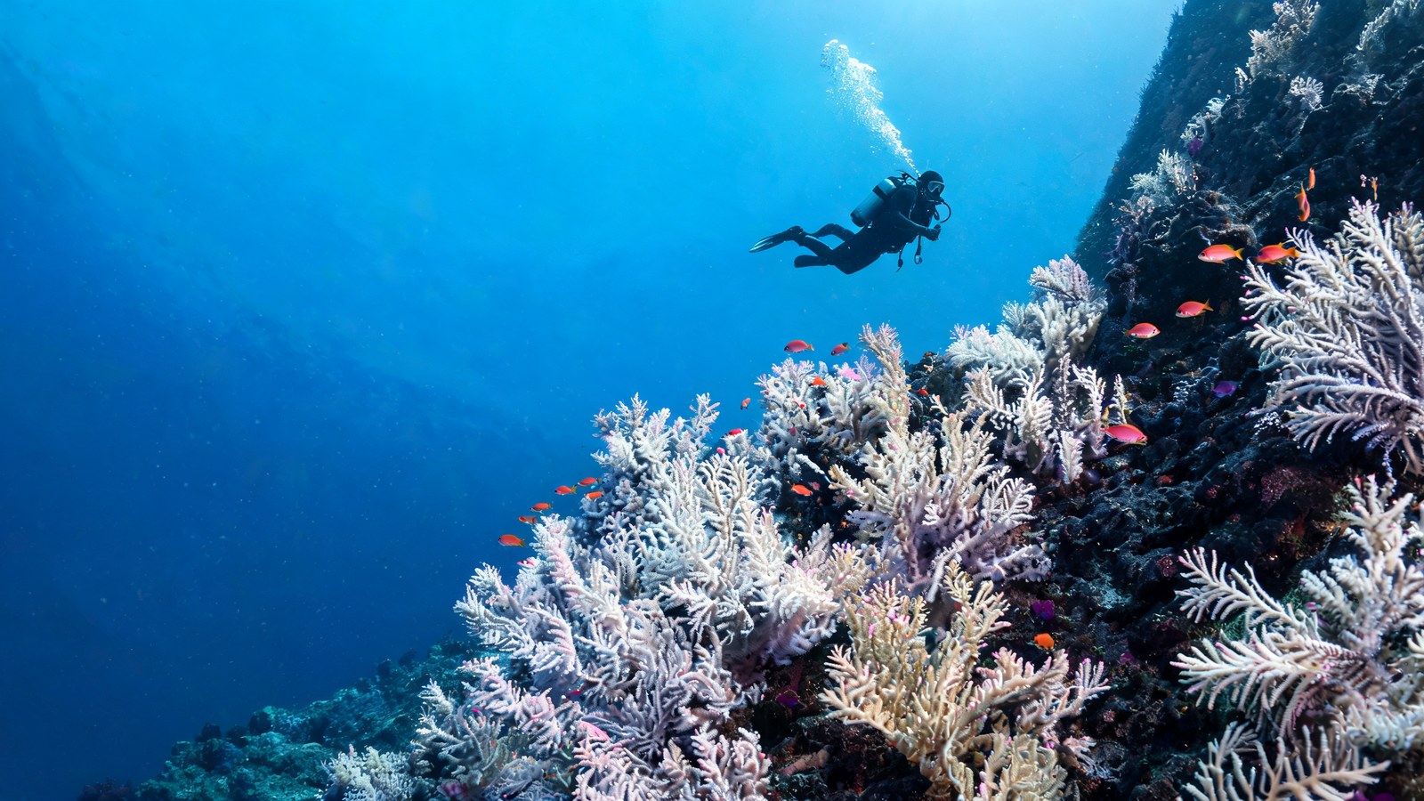 Vanua Levu & Taveuni, Northern Fiji