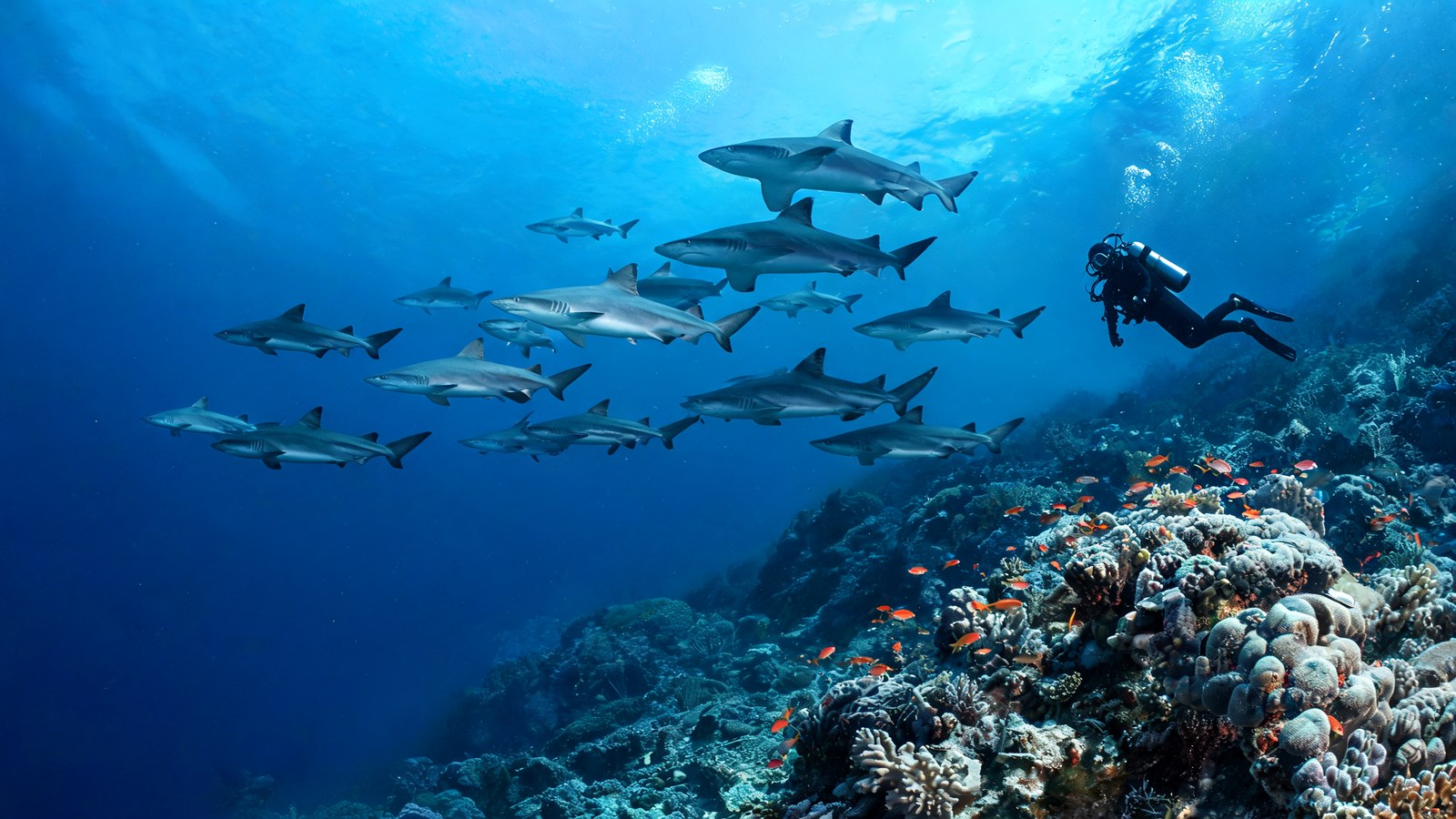 Fakarava & the Tuamotus, Tuamotu Atolls