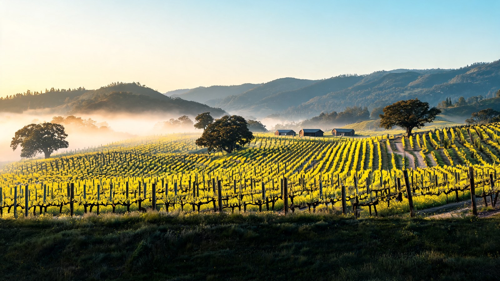The Valley Floor, Napa