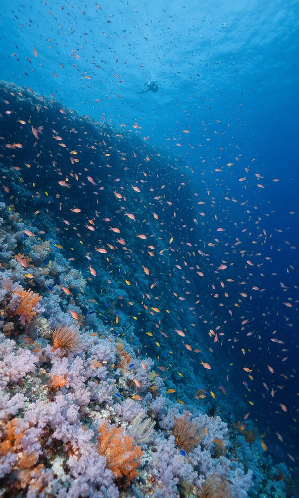 White soft corals covering a sheer reef wall with a distant diver in deep blue water