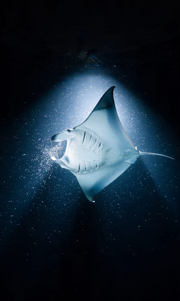 A manta ray rolling belly-up through a cone of dive light in black water off Kona