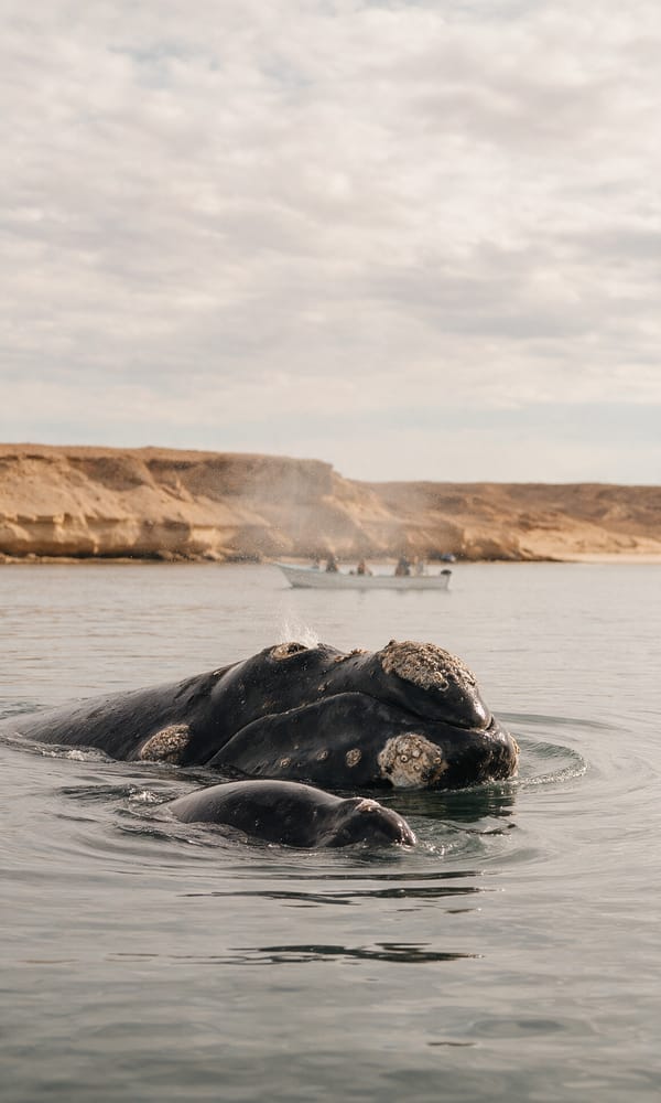 A southern right whale and calf surfacing beside a small boat off Península Valdés