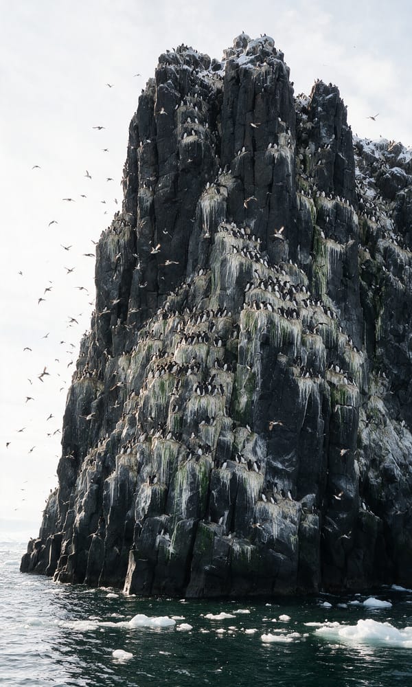 Thousands of guillemots on the black dolerite ledges of the Alkefjellet cliffs in Svalbard