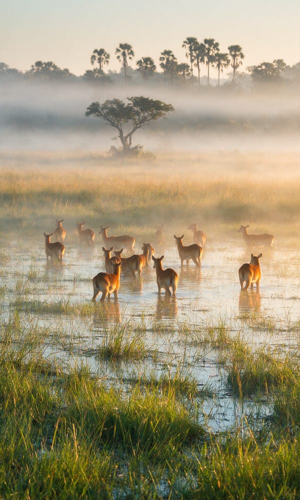 Red lechwe standing in shallow floodwater and mist on the Busanga Plains at sunrise
