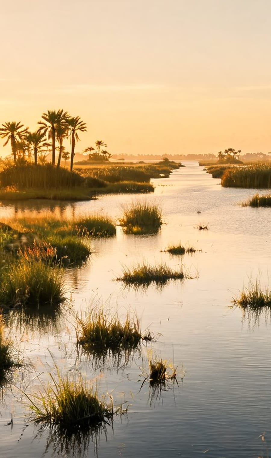 Golden light on the reed-lined water channels of the Okavango Delta