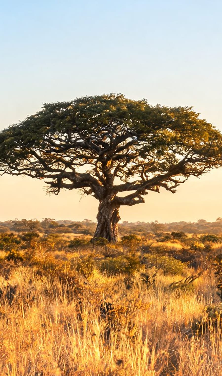 A lone flat-crowned leadwood standing in golden grass in the Sabi Sand