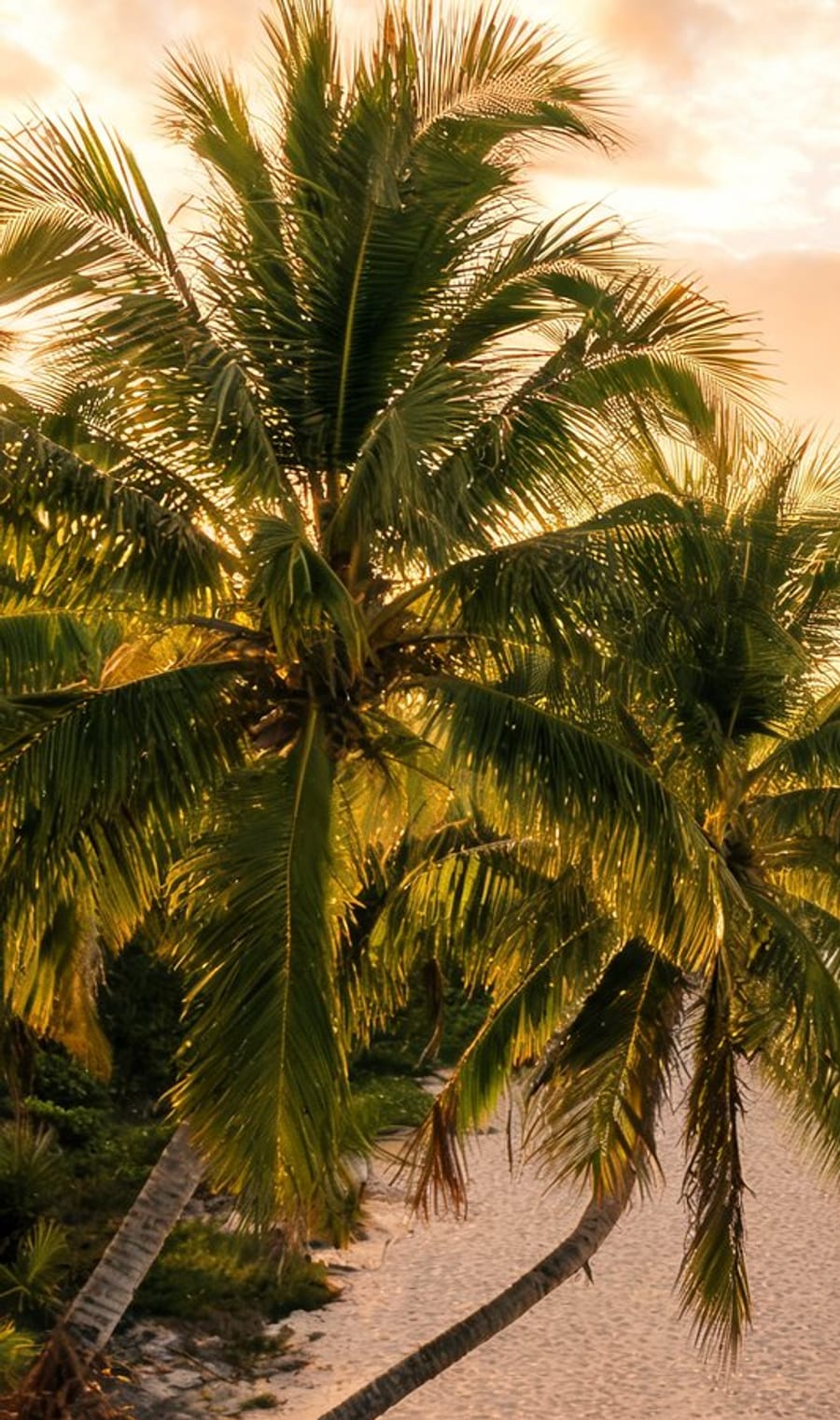 Palms leaning over a sand path to the beach at Negril, Jamaica