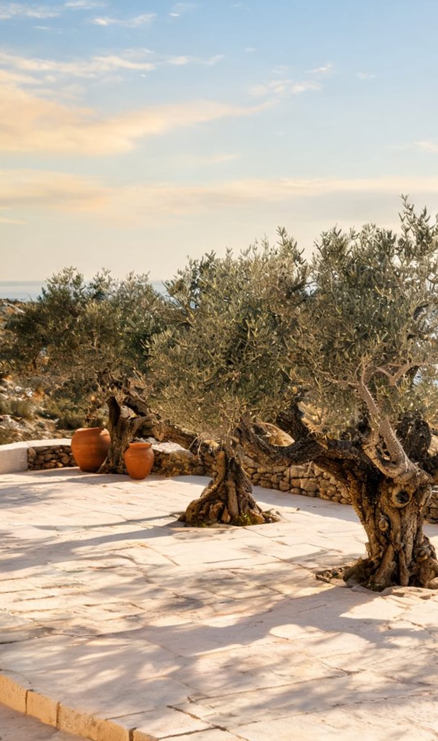 Ancient olive trees and terracotta pots on a walled terrace in Crete