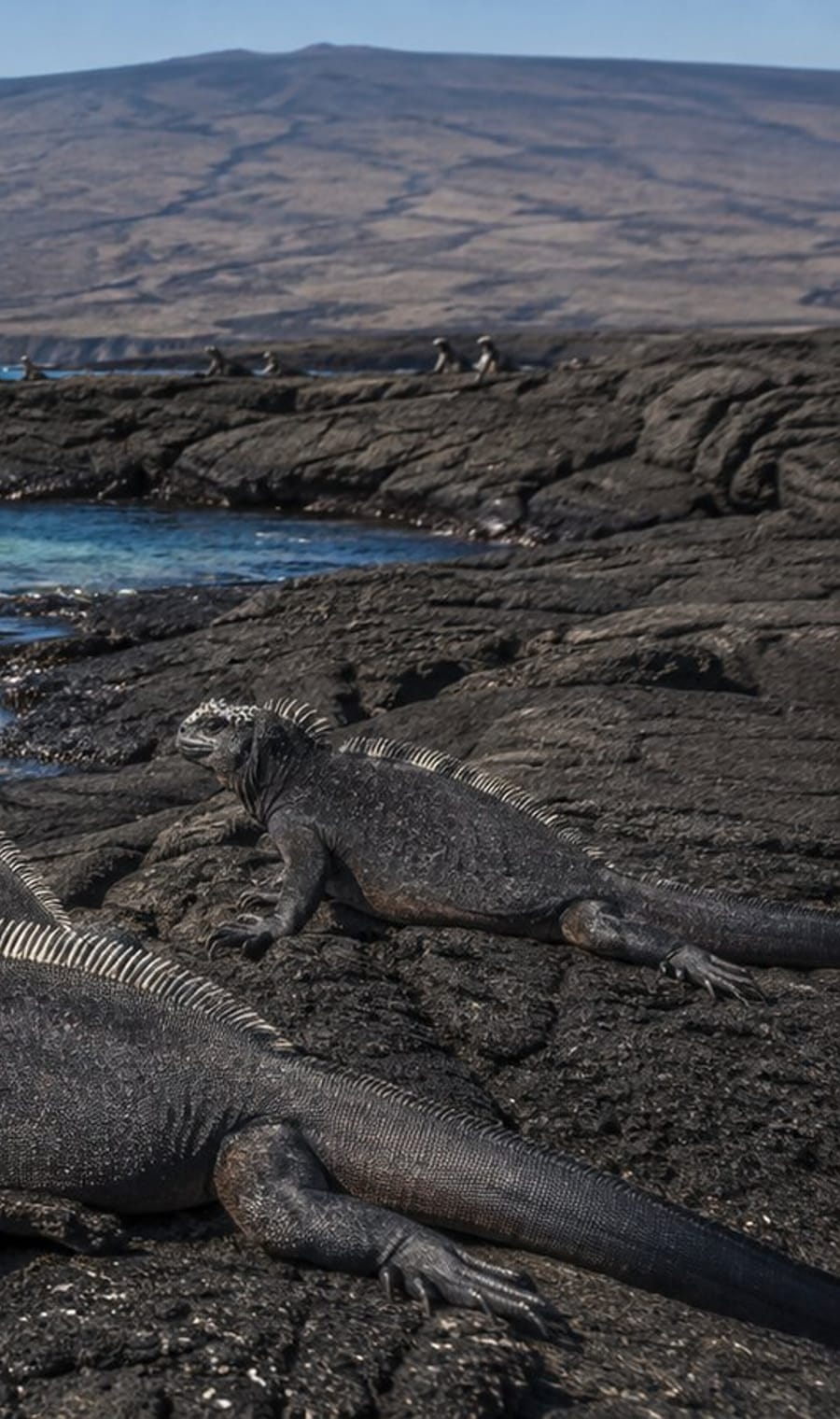 Marine iguanas resting on black lava rock in the Galápagos