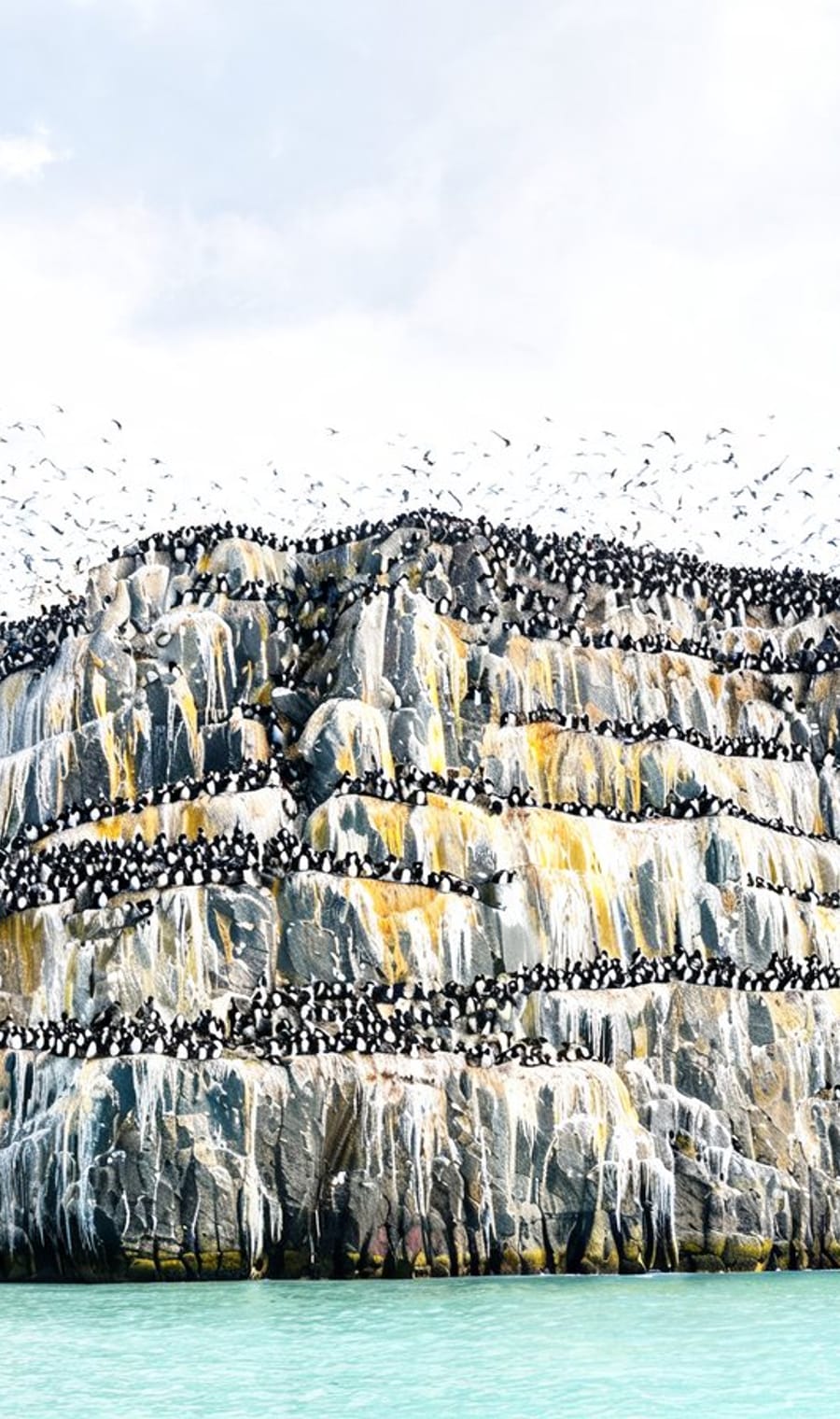 Seabirds packed onto the Alkefjellet cliffs above Hinlopen Strait, Svalbard