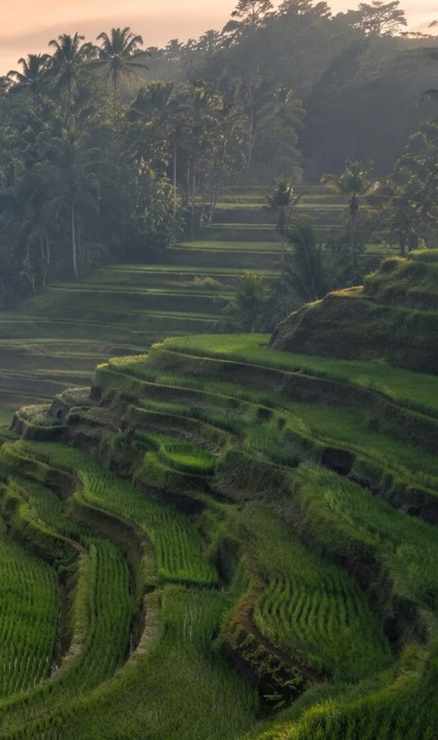 Terraced rice paddies stepping down a green valley near Ubud, Bali