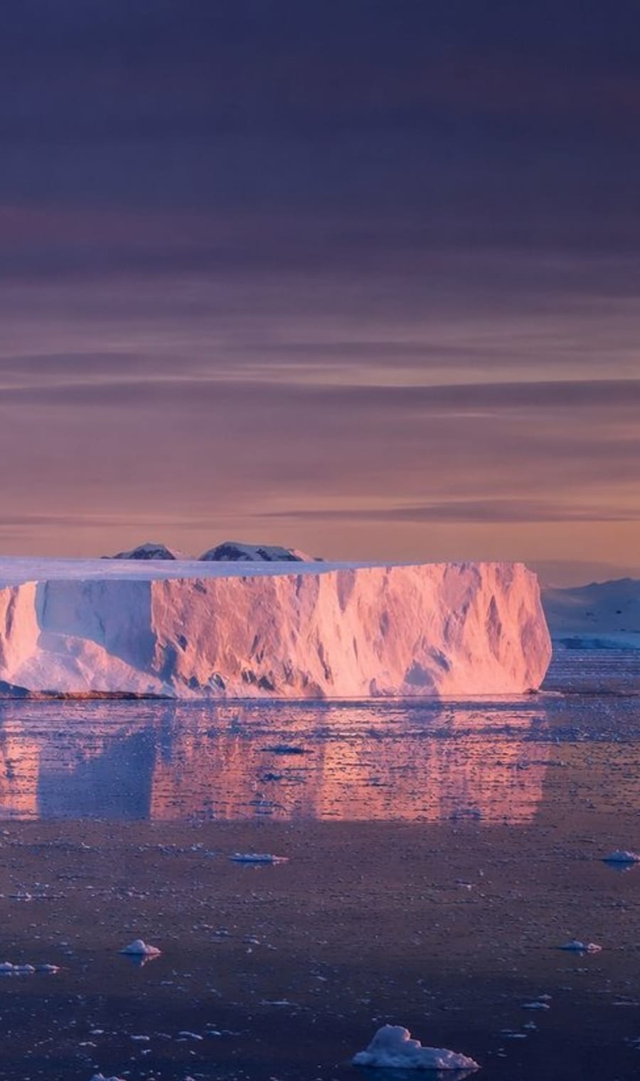A tabular iceberg lit pink by low sun off the Antarctic Peninsula