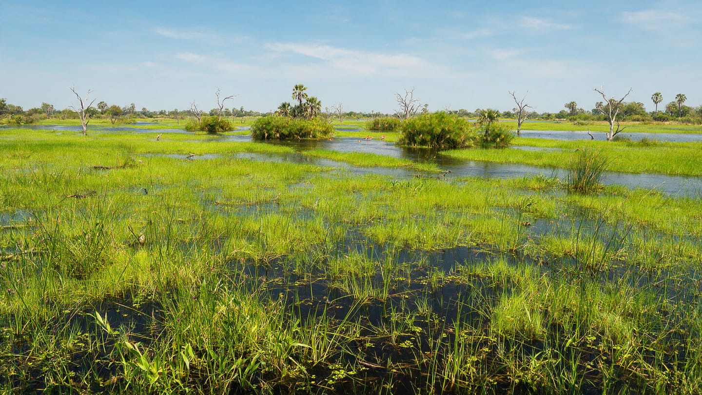 Shallow floodwater spreading through green reed channels and palm islands of the Okavango Delta