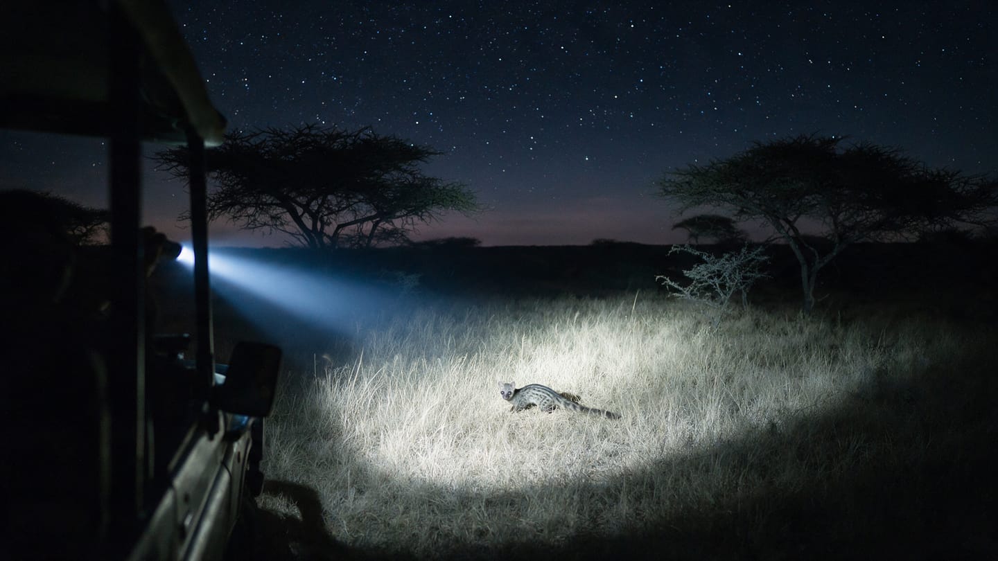 A spotlight beam sweeping tall grass from an open vehicle on an East African night drive